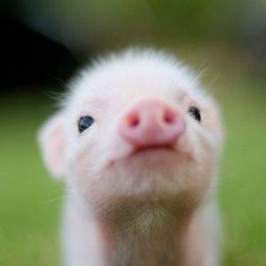 Meet your Posher, Jocelyn